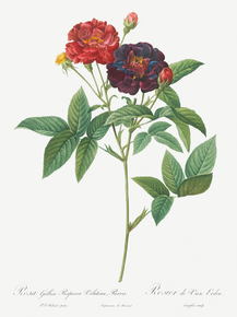 Pierre-Joseph Redoute - Rose of Van Eeden | Пьер-Жозеф Редуте