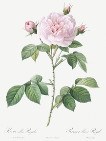 Pierre-Joseph Redoute - Royal White Rose | Пьер-Жозеф Редуте