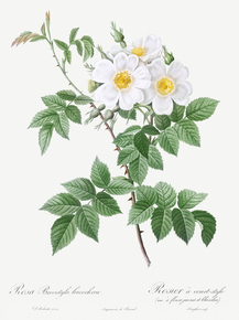 Pierre-Joseph Redoute - Short-styled rose | Пьер-Жозеф Редуте