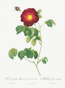 Pierre-Joseph Redoute - Simple-Flowered French Rose | Пьер-Жозеф Редуте