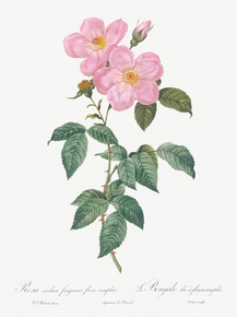 Pierre-Joseph Redoute - Single Tea-Scented Rose | Пьер-Жозеф Редуте