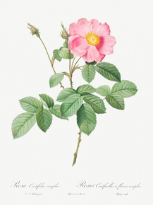 Pierre-Joseph Redoute - Single-Flowered Cabbage Rose | Пьер-Жозеф Редуте