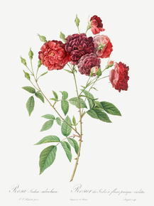 Pierre-Joseph Redoute - Ternaux Rose | Пьер-Жозеф Редуте