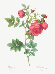 Pierre-Joseph Redoute - Turnip Roses | Пьер-Жозеф Редуте