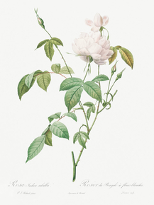 Pierre-Joseph Redoute - Variety of Monthly Rose | Пьер-Жозеф Редуте