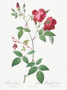 Pierre-Joseph Redoute - Velvet China Rose | Пьер-Жозеф Редуте Pierre-Joseph Redoute - Velvet China Rose | Пьер-Жозеф Редуте