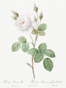 Pierre-Joseph Redoute - White Moss Rose | Пьер-Жозеф Редуте