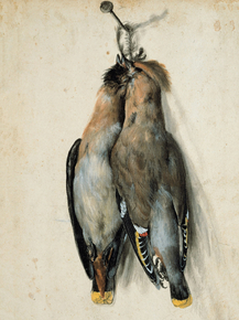 Lucas Cranach - Two Dead Bohemian Waxwings | Лукас Кранах