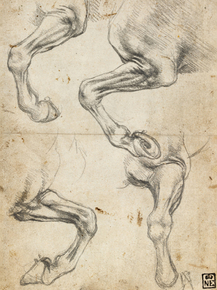 Leonardo Da Vinci | Леонардо да Винчи - Эскизы ног лошадей Leonardo Da Vinci | Леонардо да Винчи - Эскизы ног лошадей
