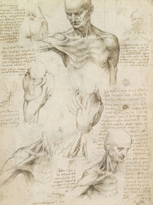 Leonardo Da Vinci | Леонардо да Винчи - Анатомия плеча и шеи