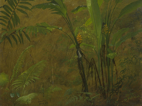 Frederic Edwin Church - Botanical Studies from Jamaica | Фредерик Эдвин Чёрч Frederic Edwin Church - Botanical Studies from Jamaica | Фредерик Эдвин Чёрч