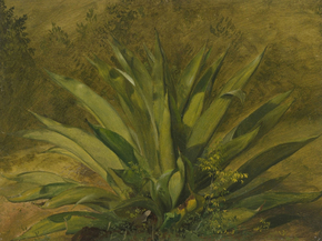 Frederic Edwin Church - Botanical study | Фредерик Эдвин Чёрч Frederic Edwin Church - Botanical study | Фредерик Эдвин Чёрч