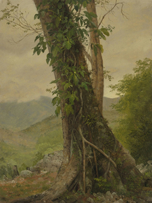 Frederic Edwin Church - Tree with Vines, Jamaica | Фредерик Эдвин Чёрч Frederic Edwin Church - Tree with Vines, Jamaica | Фредерик Эдвин Чёрч
