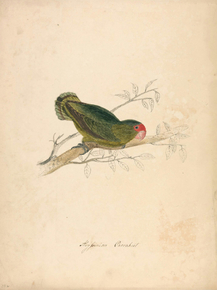 Edward Lear - Abyssinian Parakett | Эдвард Лир