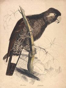 Edward Lear - Baudins Cockatoo | Эдвард Лир