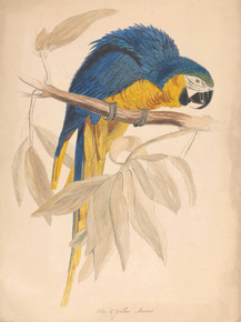 Edward Lear - Blue Yellow Maccaw | Эдвард Лир
