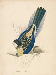 Edward Lear - Browns Parakeet | Эдвард Лир