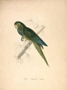 Edward Lear - Dwarf Parakeet Macaw | Эдвард Лир