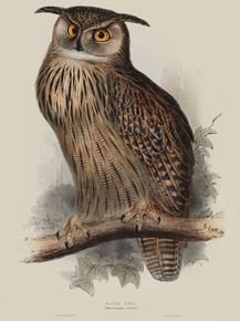 Edward Lear - Eagle Owl, Bubo maximus | Эдвард Лир