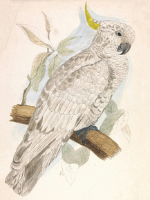 Edward Lear - Greater Sulphur Crested Cockatoo | Эдвард Лир
