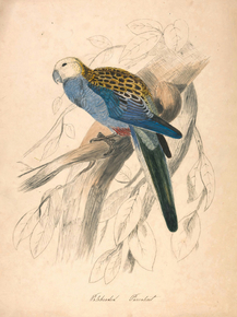Edward Lear - Pale-headed Parakeet | Эдвард Лир