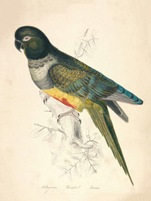 Edward Lear - Patagonian Parakeet Macaw | Эдвард Лир