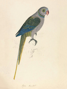 Edward Lear - Pigeon Parrakeet | Эдвард Лир