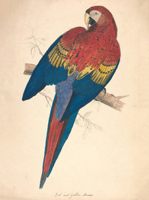Edward Lear - Red and Yellow Macaw | Эдвард Лир