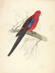 Edward Lear - Red-capped Parakeet, female | Эдвард Лир Edward Lear - Red-capped Parakeet, female | Эдвард Лир