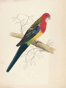 Edward Lear - Red-capped Parakeet, female | Эдвард Лир