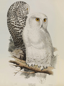 Edward Lear - Snowy Owl, Bubo scandiacus | Эдвард Лир