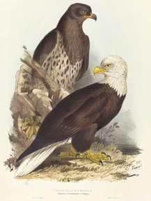 Edward Lear - White Headed Eagle, Haliaetus leucocephalus | Эдвард Лир