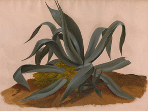 Johan Christian Dahl - Study of an Agave | Юхан Кристиан Даль