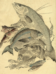 Каванабэ Кёсай - Fishes Каванабэ Кёсай - Fishes