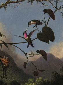 Martin Johnson Heade - Amethyst Woodstar | Мартин Джонсон Хед Martin Johnson Heade - Amethyst Woodstar | Мартин Джонсон Хед