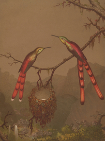 Martin Johnson Heade - Brazilian Hummingbirds I | Мартин Джонсон Хед Martin Johnson Heade - Brazilian Hummingbirds I | Мартин Джонсон Хед