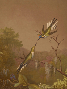 Martin Johnson Heade - Brazilian Hummingbirds II | Мартин Джонсон Хед