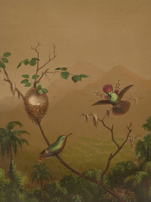 Martin Johnson Heade - Brazilian Hummingbirds IV | Мартин Джонсон Хед