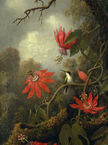 Martin Johnson Heade - Hummingbird and Passionflowers | Мартин Джонсон Хед Martin Johnson Heade - Hummingbird and Passionflowers | Мартин Джонсон Хед