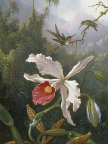 Martin Johnson Heade - Two Hummingbirds | Мартин Джонсон Хед Martin Johnson Heade - Two Hummingbirds | Мартин Джонсон Хед