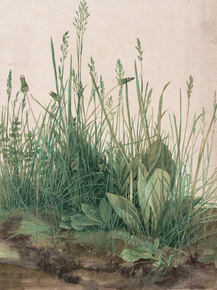 Albrecht Durer - The Large Piece of Turf, 1503 | Альбрехт Дюрер