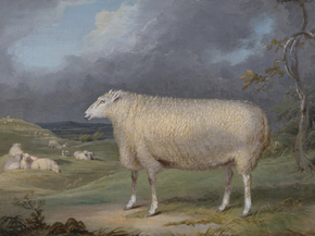 James Ward - A Border Leicester Ewe | Джеймс Уорд
