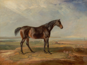 James Ward - Dr. Syntax, a Bay Racehorse, Standing | Джеймс Уорд