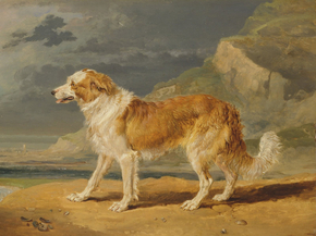 James Ward - Rough-Coated Collie | Джеймс Уорд