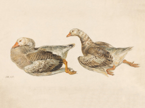 James Ward - Studies of Geese | Джеймс Уорд