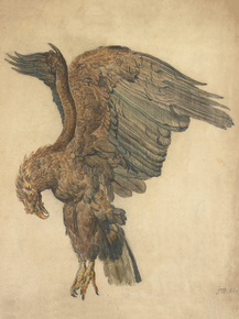 James Ward - Study of a Plunging Eagle | Джеймс Уорд