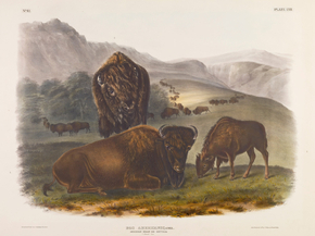 John James Audubon - American Bison or Buffalo | Джон Джеймс Одюбон