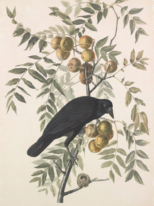 John James Audubon - American Crow. Corvus americanus | Джон Джеймс Одюбон