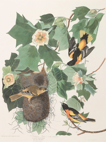 John James Audubon - Baltimore Oriole | Джон Джеймс Одюбон