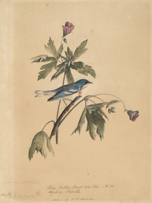 John James Audubon - Blue Yellow Back Warbler | Джон Джеймс Одюбон